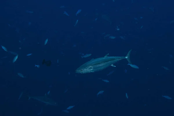 Yelllowfin тунца под водой с акулами на Мальдивах — стоковое фото