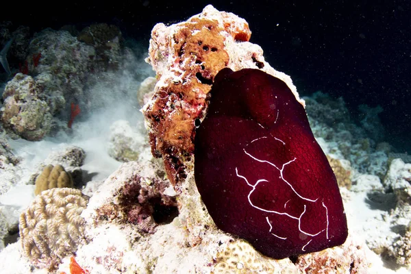 Babosa roja Nudirama mientras bucea indonesia Hecabranhcus Sanguineus — Foto de Stock