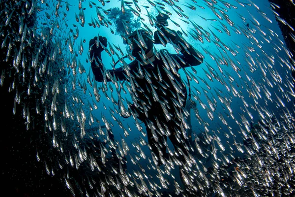 Scuba diver cam içinde dev yem top/süs balıkları — Stok fotoğraf