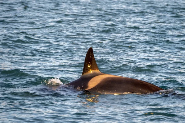 Orca baleia assassina no mar Mediterrâneo ao pôr do sol vindo da Islândia — Fotografia de Stock