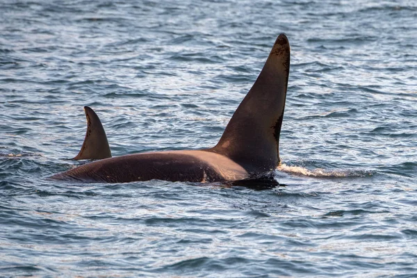 Orka orka in de Middellandse Zee bij zonsondergang komend van IJsland — Stockfoto