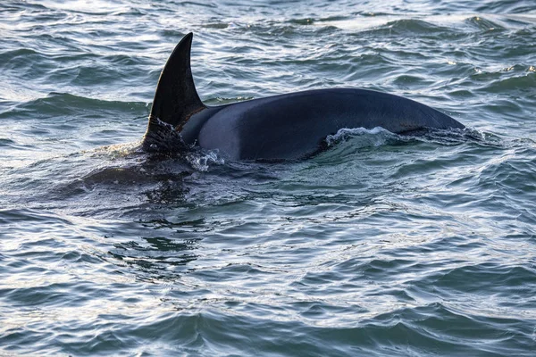 Orca baleia assassina no mar Mediterrâneo ao pôr do sol vindo da Islândia — Fotografia de Stock