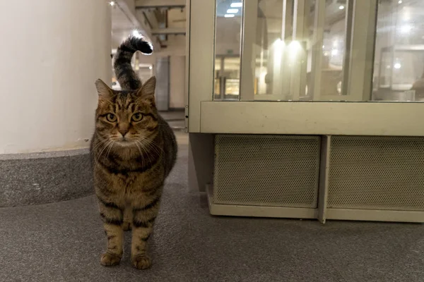 ROMA, ITALIA - 21 DE NOVIEMBRE DE 2019 - Un gato que vive dentro del museo epigráfico — Foto de Stock