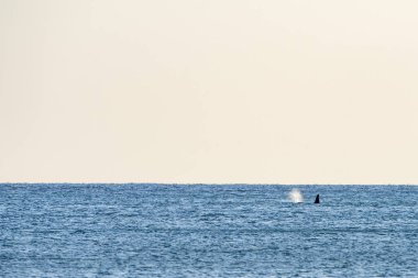 Akdeniz 'de katil balina gün batımında İzlanda' dan geliyor.