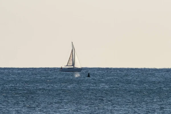 Orca baleia assassina no mar Mediterrâneo perto de veleiro vindo da Islândia — Fotografia de Stock