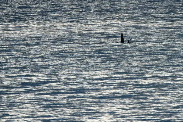 Orca-Schwertwal im Mittelmeer bei Sonnenuntergang aus Island kommend — Stockfoto