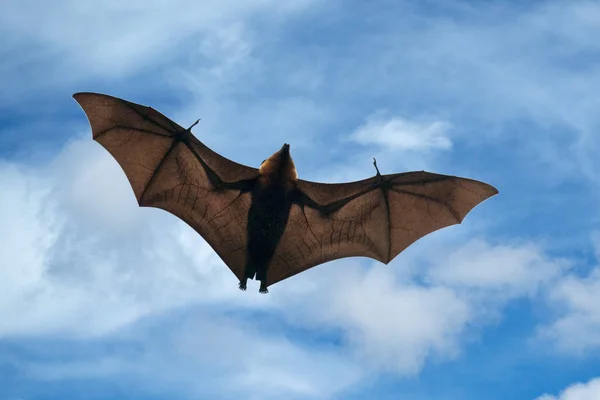 Ιπτάμενη αλεπού νυχτερίδα portait ενώ πετούν — Φωτογραφία Αρχείου