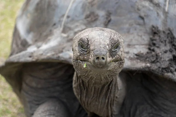 Seychelles tortuga terrestre gigante primer plano retrato —  Fotos de Stock