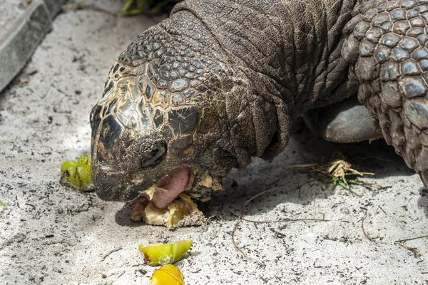 Seychelles tortuga terrestre gigante primer plano retrato —  Fotos de Stock