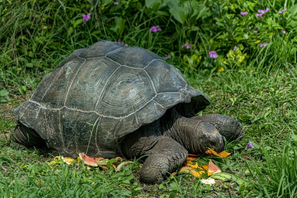 Seychelles tortuga terrestre gigante primer plano retrato —  Fotos de Stock