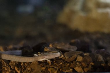 Proteus kör mağara sularında tarih öncesi pembe semender