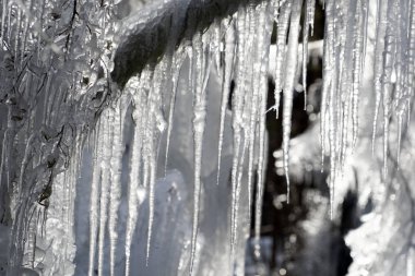Buz sarkıtları ağaç dalları üzerinde donmuş buz