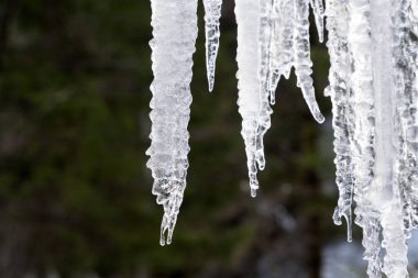 Buz sarkıtları ağaç dalları üzerinde donmuş buz