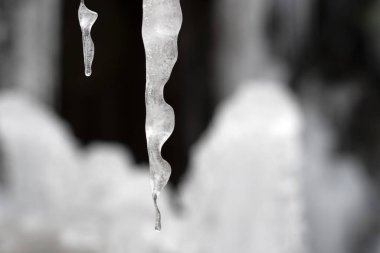 Buz sarkıtları ağaç dalları üzerinde donmuş buz