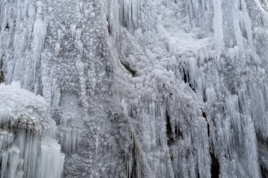 Buz sarkıtları ağaç dalları üzerinde donmuş buz