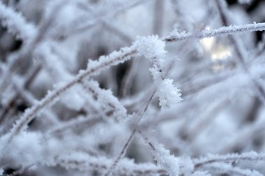 Buzullar çimen gölü üzerinde donmuş buz 