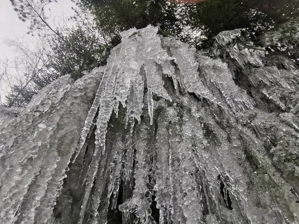 Лед на ветвях деревьев — стоковое фото