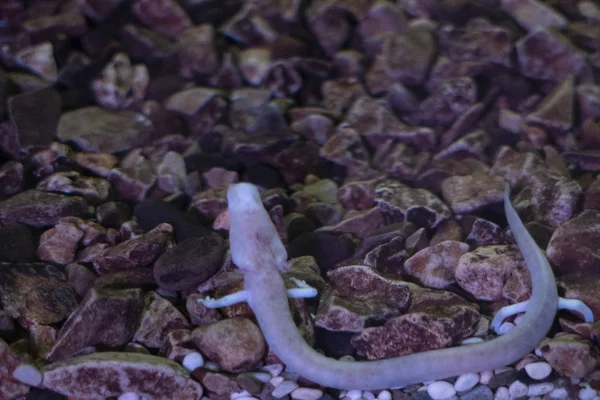 Proteusblind förhistorisk rosa salamander i grottvatten — Stockfoto