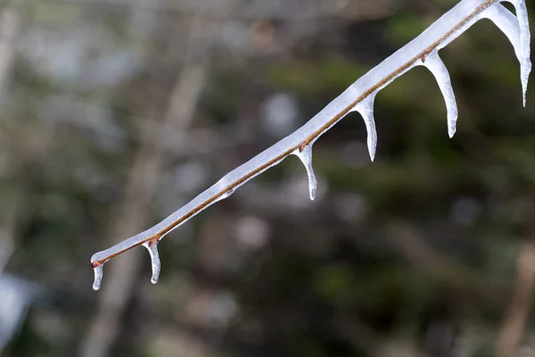 Carámbanos hielo congelado en ramas de árboles — Foto de Stock