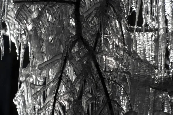 Carámbanos hielo congelado en ramas de árboles —  Fotos de Stock