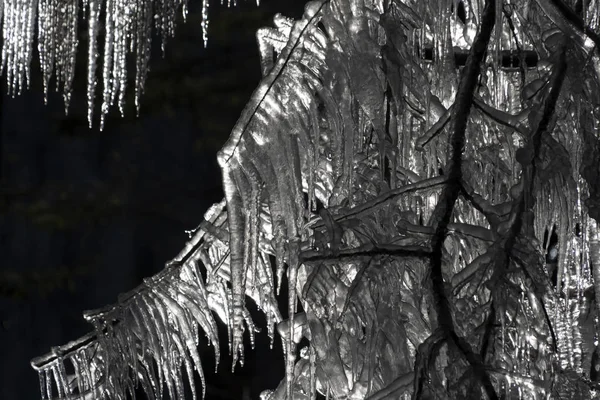 Icicles frozen ice on tree branches — 스톡 사진