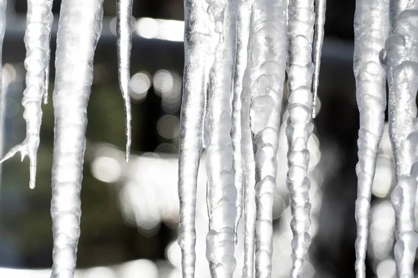 Icicles frozen ice on tree branches — Stock Photo, Image