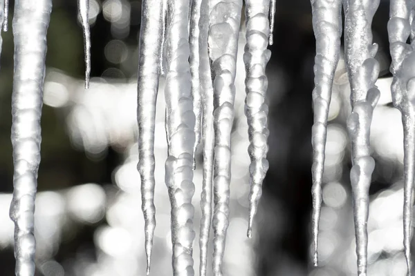 Бурульки заморожений лід на гілках дерев — стокове фото