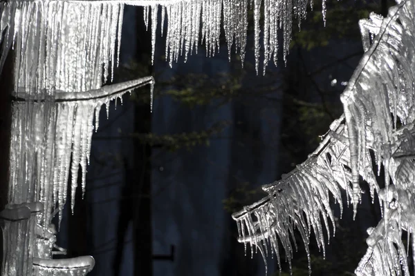 Icicles frozen ice on tree branches — 스톡 사진