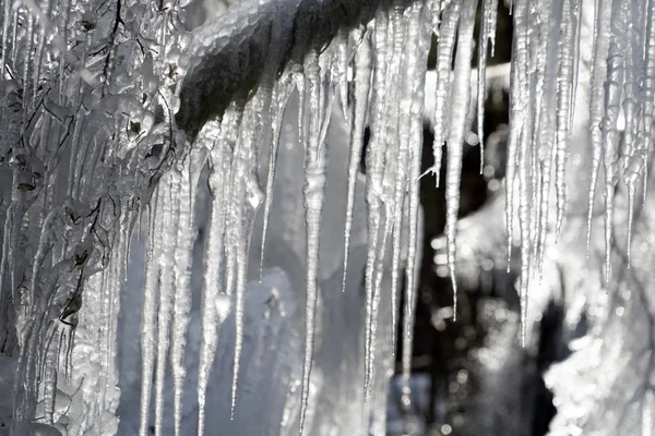 Ghiaccioli ghiaccio congelato sui rami degli alberi — Foto Stock