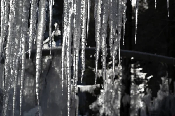 Jégcsapok fagyasztott jég faágakon — Stock Fotó