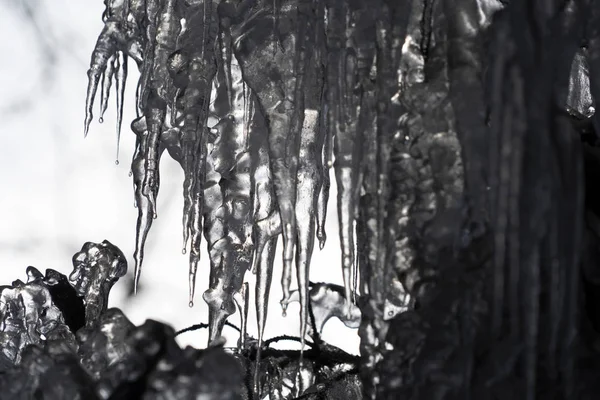 Ghiaccioli ghiaccio congelato sui rami degli alberi — Foto Stock