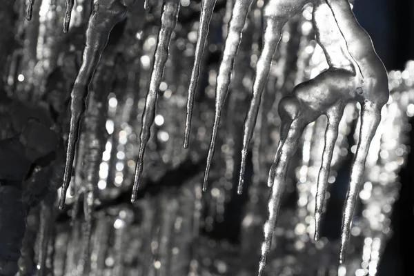 Icicles frozen ice on tree branches — Stock Photo, Image