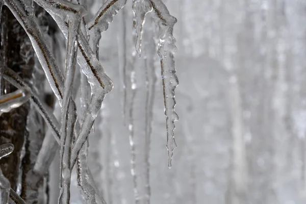 Icicles frozen ice on tree branches — 스톡 사진