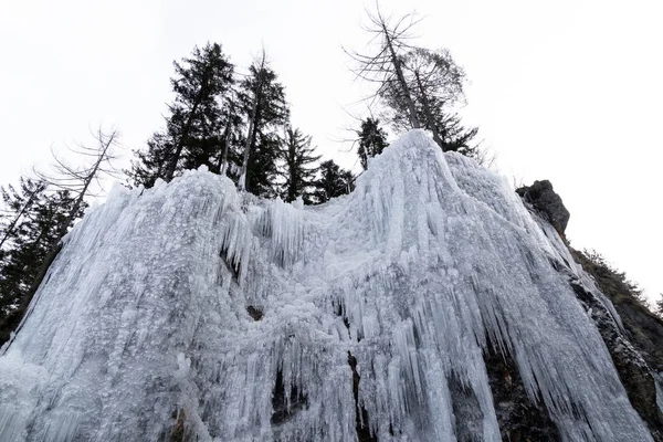 Icicles frozen ice on tree branches — 스톡 사진