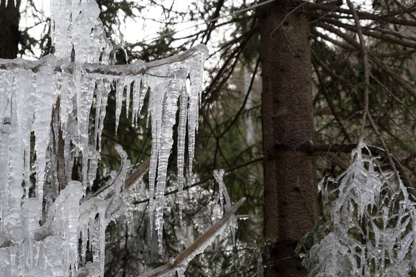 Buz sarkıtları ağaç dalları üzerinde donmuş buz — Stok fotoğraf