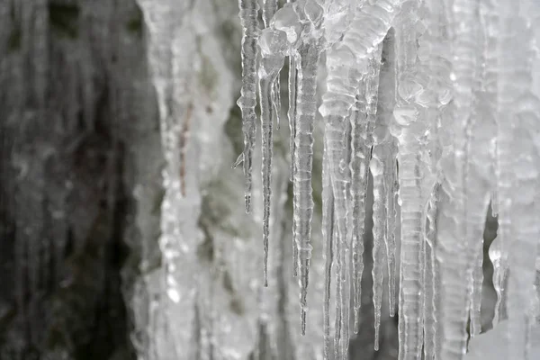 Icicles frozen ice on tree branches — Stock Photo, Image