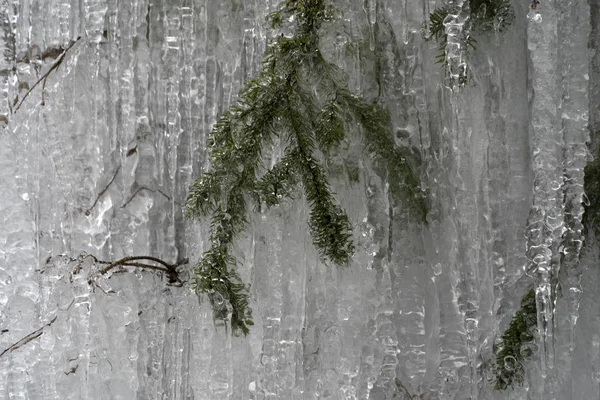 Carámbanos hielo congelado en ramas de árboles — Foto de Stock