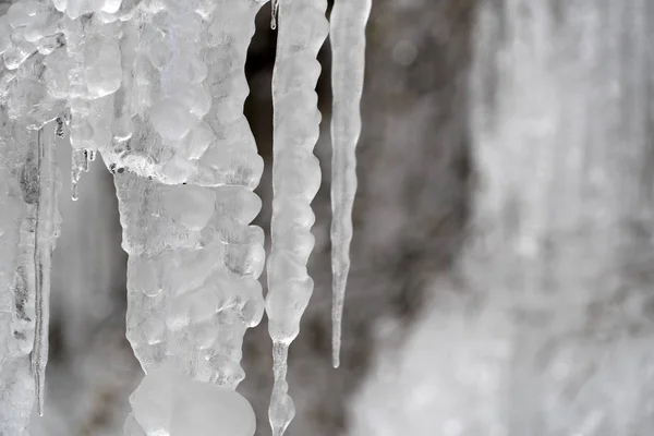 Icicles frozen ice on tree branches — 스톡 사진