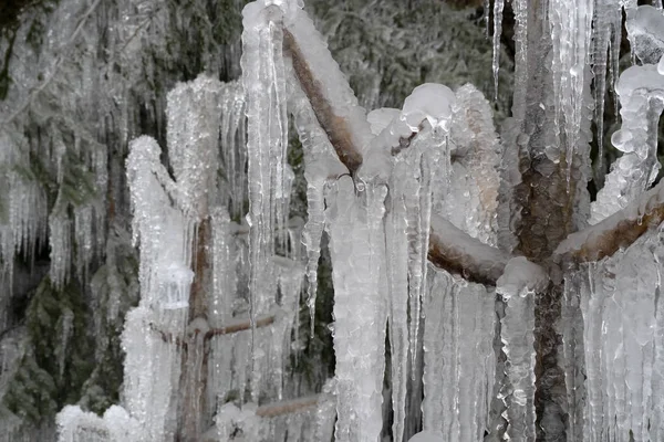 Eiszapfen auf Ästen — Stockfoto