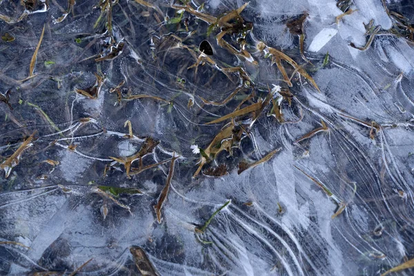 Carámbanos hielo congelado en el lago hierba —  Fotos de Stock