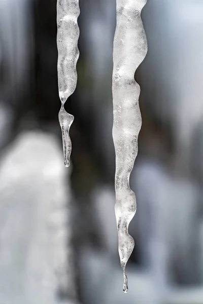 Ghiaccioli ghiaccio congelato sui rami degli alberi — Foto Stock