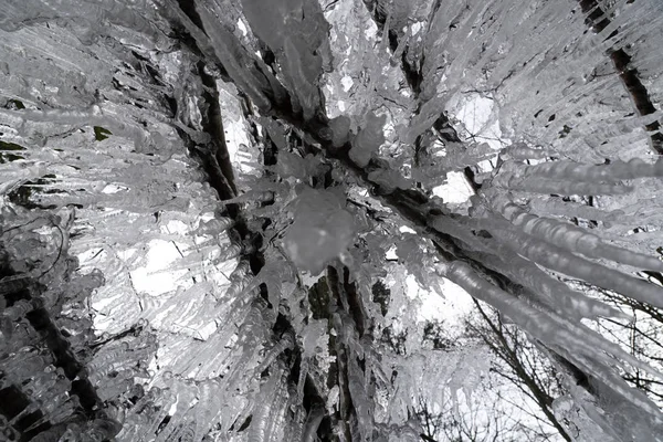 Icicles frozen ice on tree branches — Stock Photo, Image