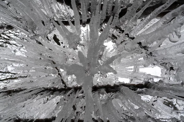Ijspegels bevroren ijs op boomtakken — Stockfoto
