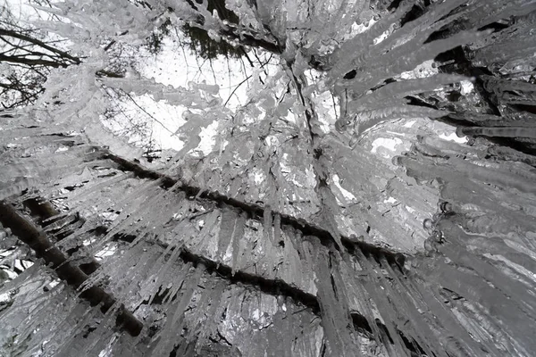 Icicles frozen ice on tree branches — Stock Photo, Image