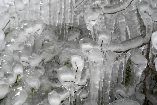 Icicles frozen ice on tree branches — 스톡 사진