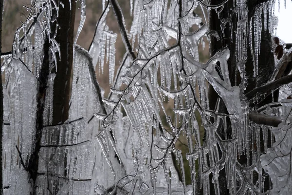 Eiszapfen auf Ästen — Stockfoto