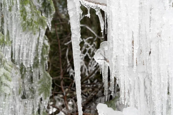 Buz sarkıtları ağaç dalları üzerinde donmuş buz — Stok fotoğraf