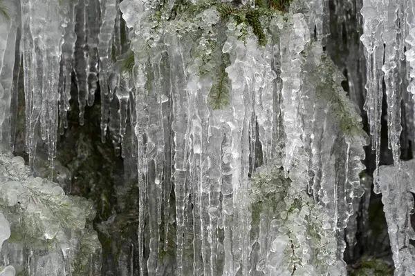 Eiszapfen auf Ästen — Stockfoto