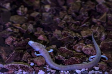 Proteus blind prehistoric pink salamander in cave water clipart