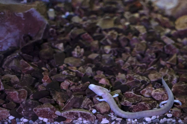 Proteus blind prehistoric pink salamander in cave water — Stock Photo, Image